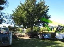 Kwikfynd Tree Management Services
croppacreek